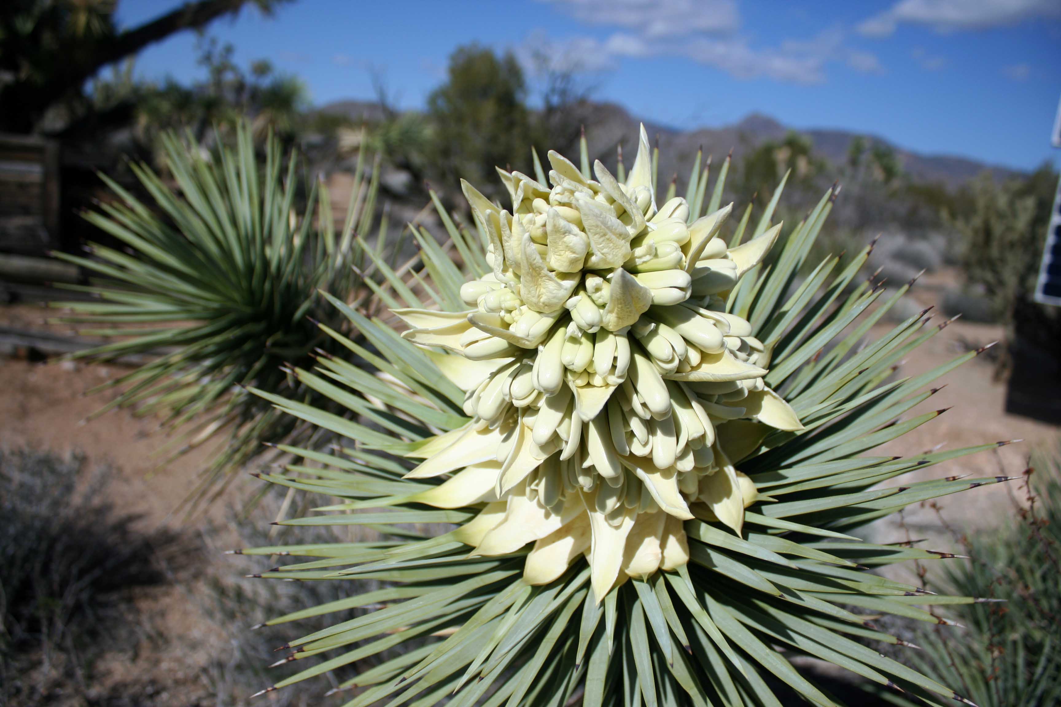 In the same family, but with distinctive flowers is this Yucca. 