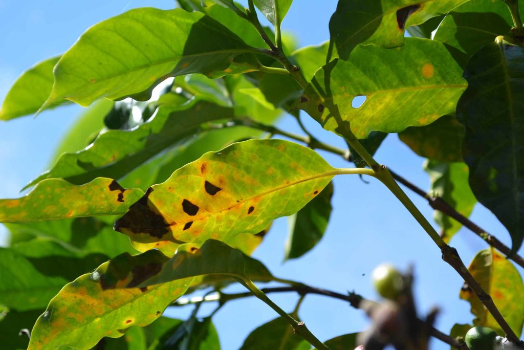 The Effect Of Coffee Rust